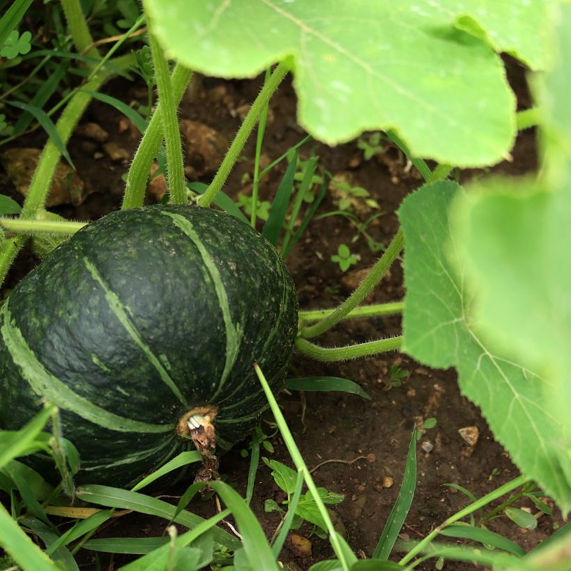Abóbora Doce Verde de Hokkaido - Ferme de Sainte Marthe Bio (Colheita)