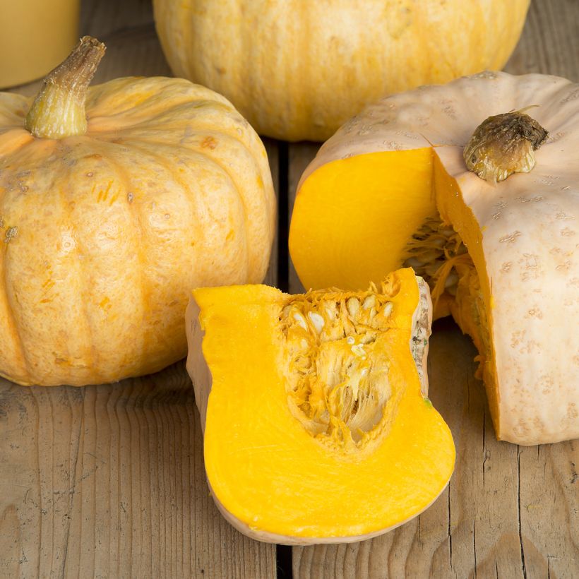 Abóbora Gigante / Abóbora de inverno Australisan Butter (Colheita)