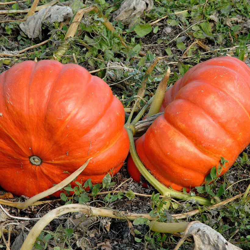 Abóbora Rouge Vif d'Etampes Bio - Cucurbita (Colheita)