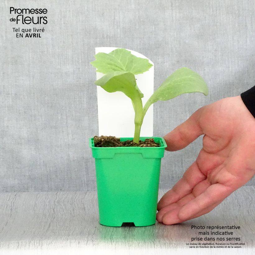 Amostra de Potiron rouge vif d'Etampes en pots de 10,5cm Pot de 10 cm/11cm tal como entregue na primavera