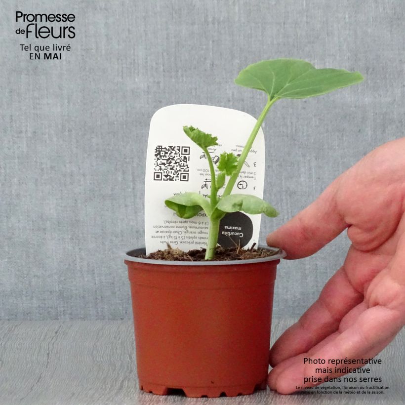 Amostra de Potiron rouge vif d'Etampes en pots de 10,5cm BIO Pot de 10 cm/11cm tal como entregue na primavera