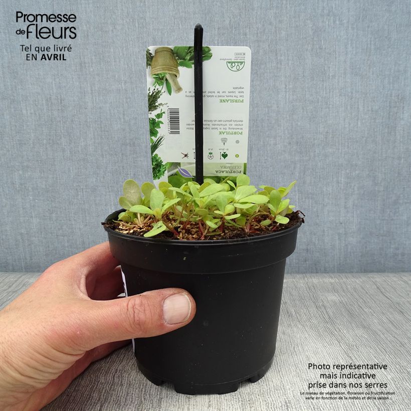 Amostra de Beldroega verde / comum Vaso de 1,5 L/2 L tal como entregue na primavera