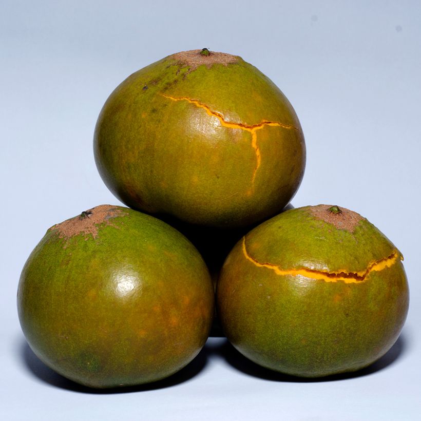 Lúcuma - Pouteria obovata (Colheita)