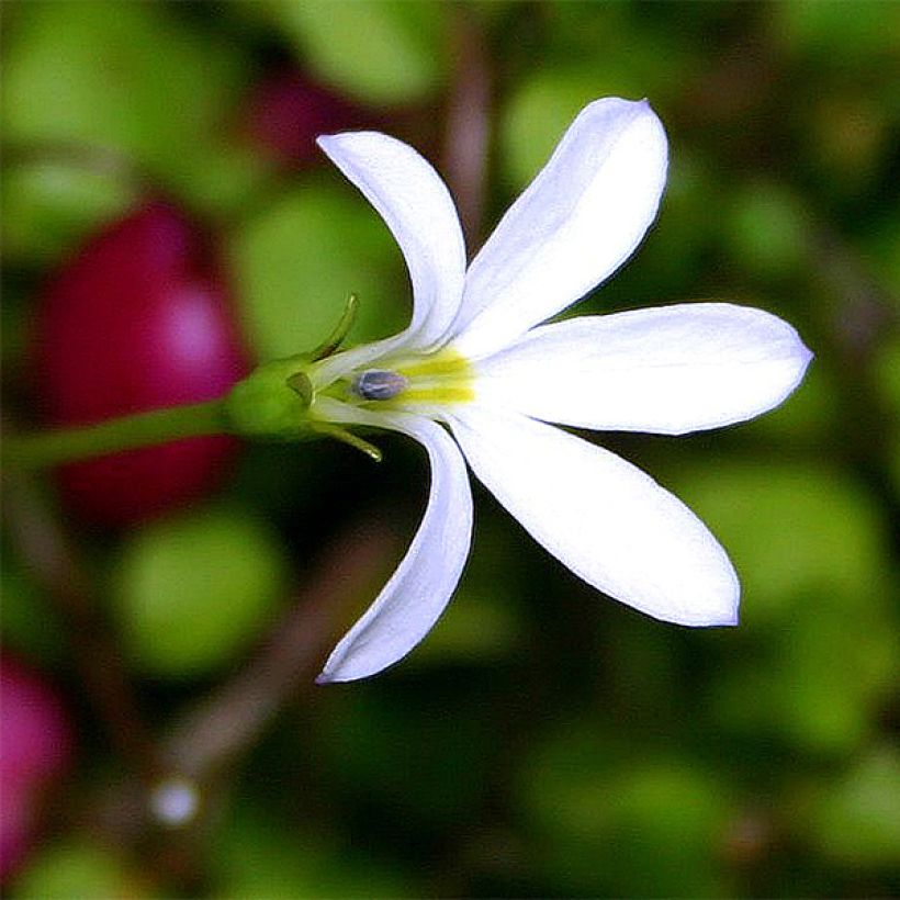Pratia angulata (Floração)