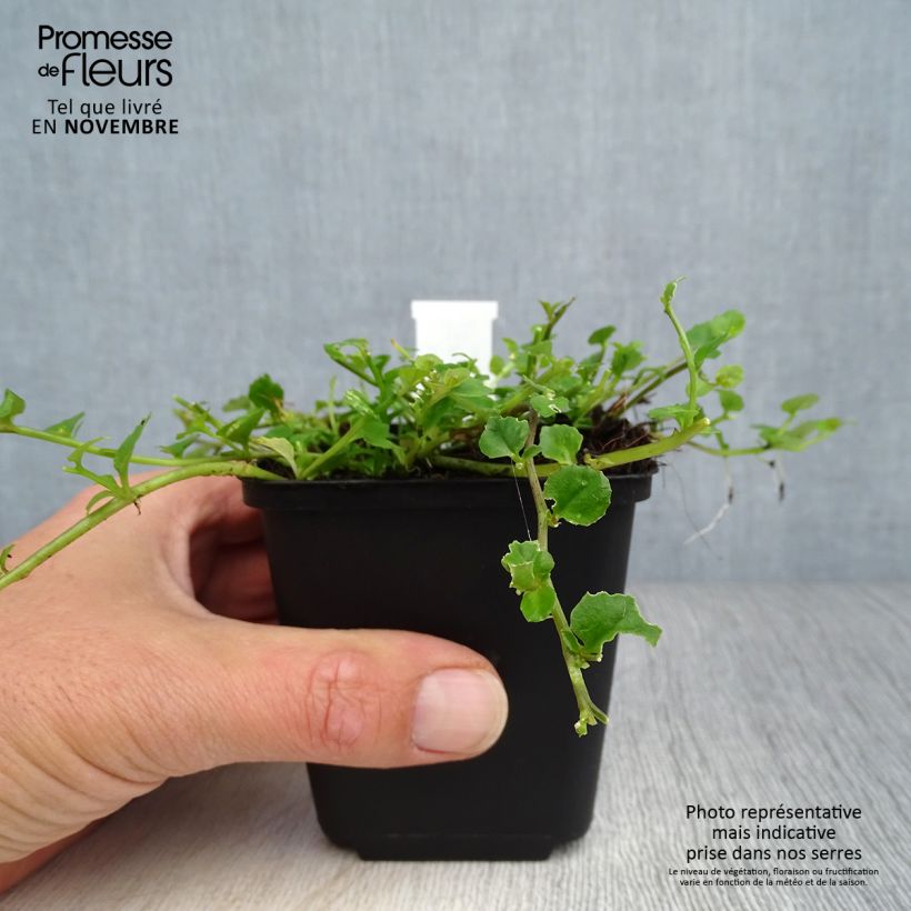 Amostra de Pratia angulata Vaso de 8/9 cm tal como entregue no outono