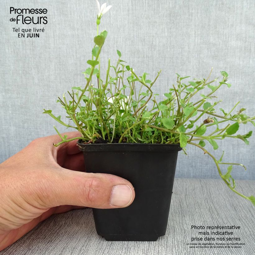 Amostra de Pratia angulata Vaso de 8/9 cm tal como entregue no verão