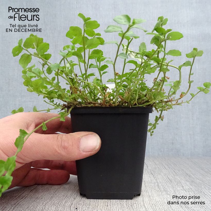 Amostra de Pratia angulata Vaso de 8/9 cm tal como entregue no inverno