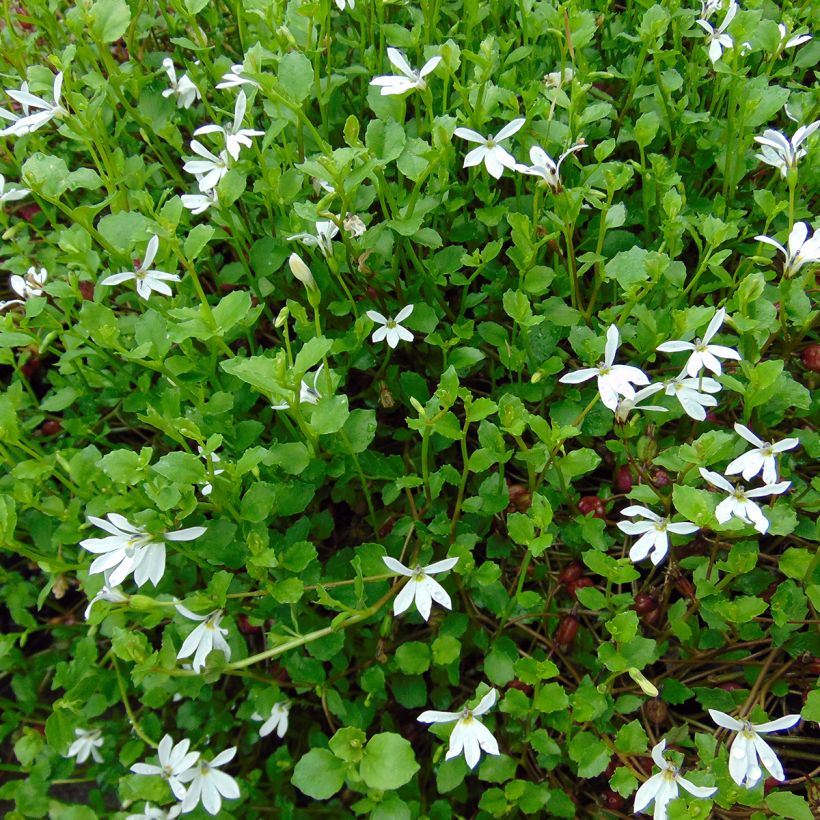 Pratia pedunculata (Hábito)