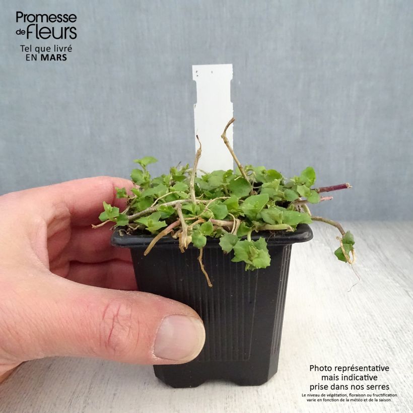 Amostra de Pratia pedunculata Alba Vaso de 8/9 cm tal como entregue na primavera