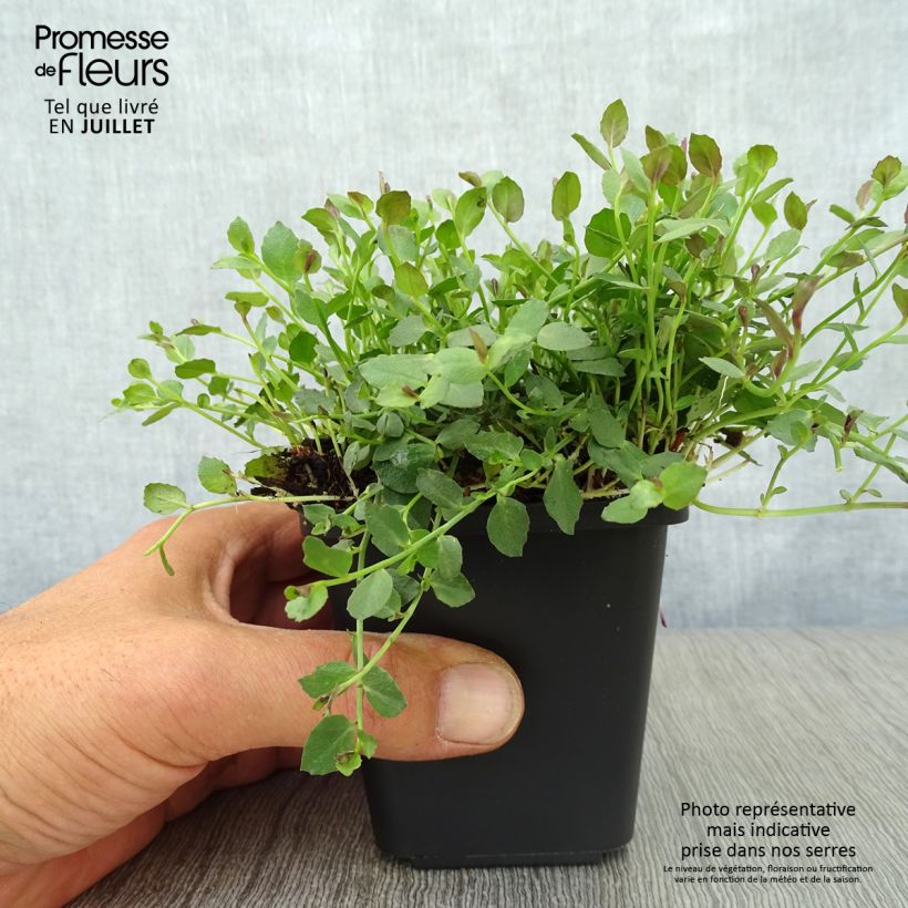 Amostra de Pratia pedunculata County Park Vaso de 8/9 cm tal como entregue no verão