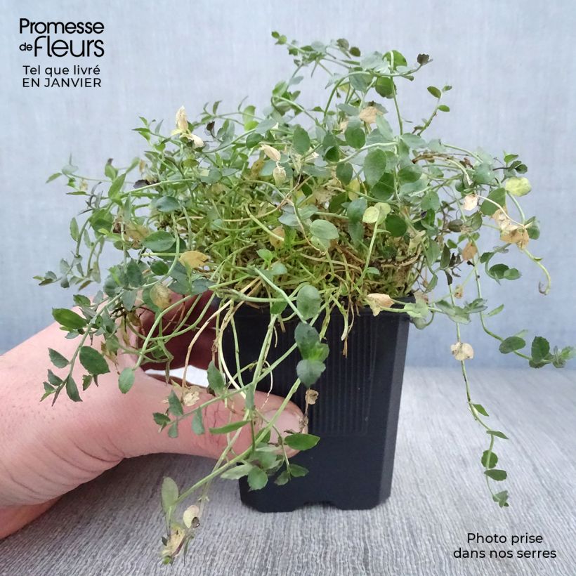 Amostra de Pratia pedunculata County Park Vaso de 8/9 cm tal como entregue no inverno