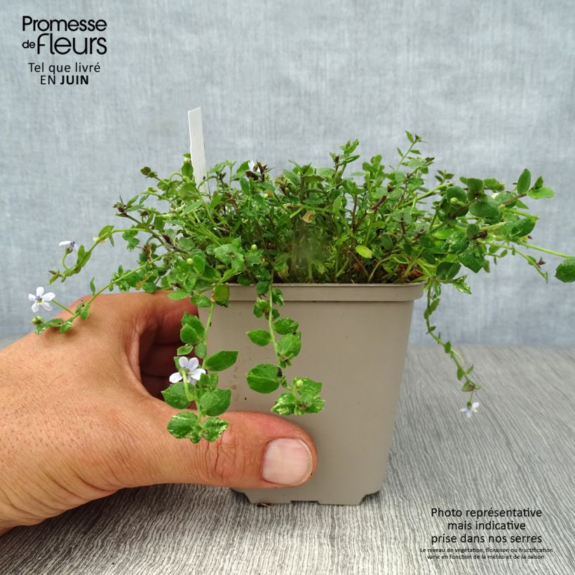 Amostra de Pratia pedunculata Vaso de 8/9 cm tal como entregue no verão