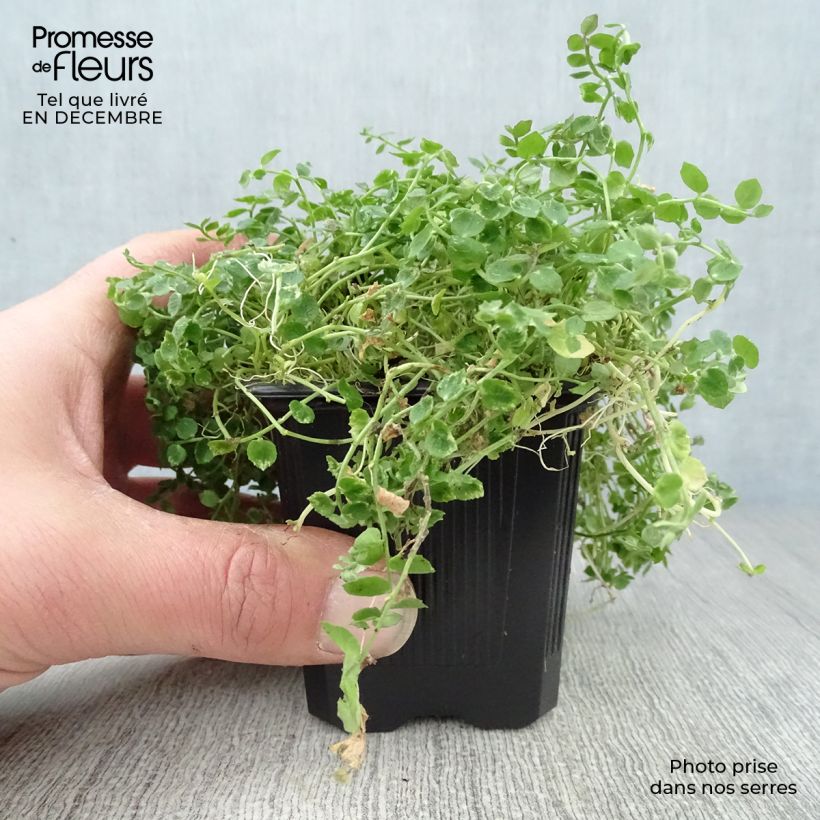 Amostra de Pratia pedunculata Vaso de 8/9 cm tal como entregue no inverno