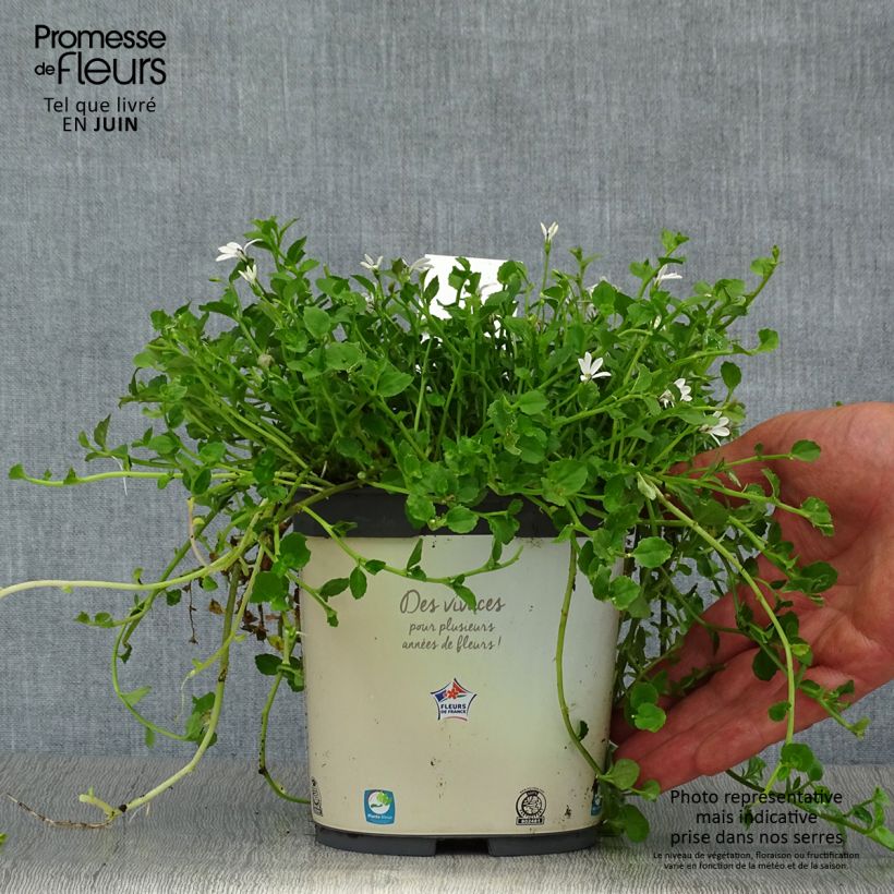 Amostra de Pratia pedunculata Vaso de 2 L/3 L tal como entregue no verão