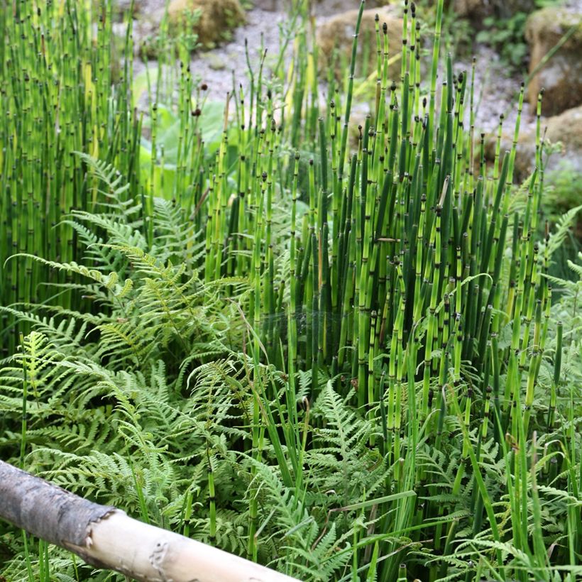 Equisetum hyemale (Hábito)