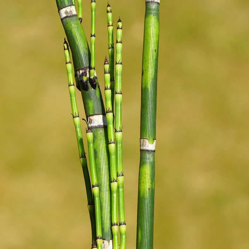 Equisetum hyemale (Folhagem)