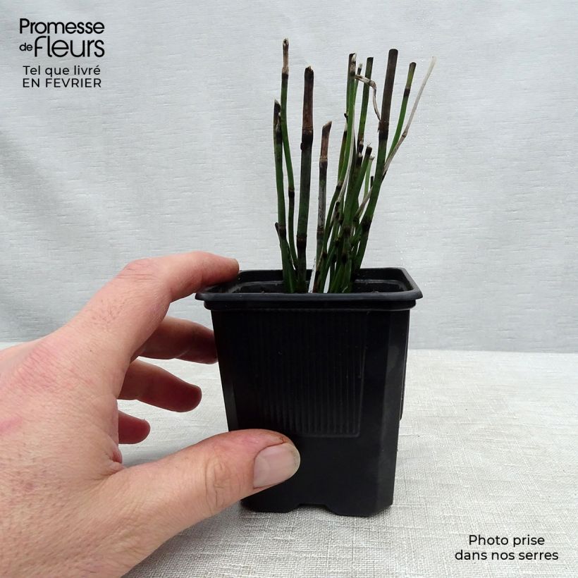 Amostra de Prêle d'hiver - Equisetum hyemale (japonicum) Vaso de 8/9 cm tal como entregue no inverno