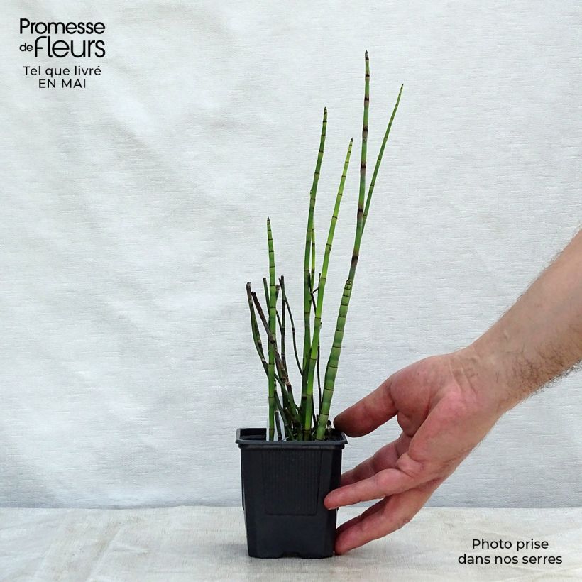 Amostra de Equisetum hyemale Vaso de 8/9 cm tal como entregue na primavera