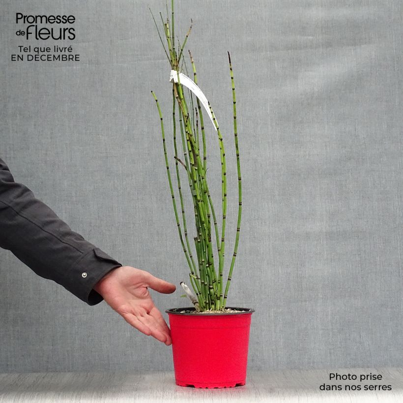 Amostra de Prêle d'hiver - Equisetum hyemale (japonicum) Vaso de 2 L/3 L tal como entregue no inverno