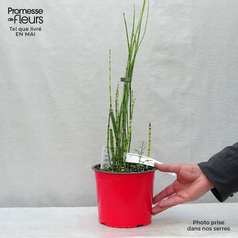 Amostra de Equisetum hyemale Vaso de 2 L/3 L tal como entregue na primavera