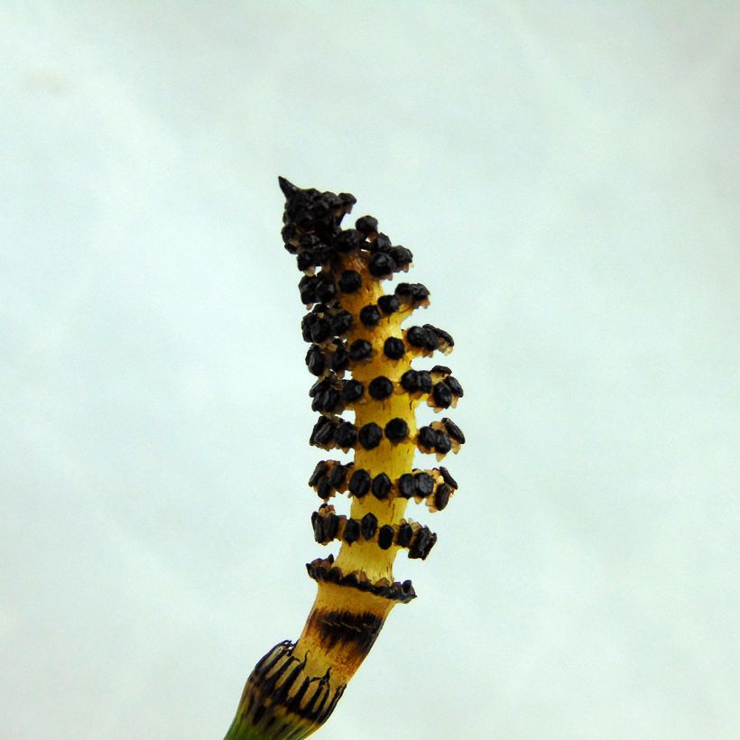 Equisetum hyemale (Floração)