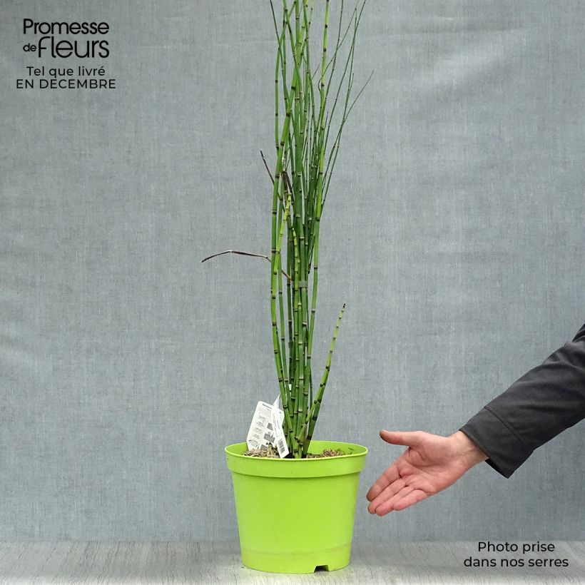 Amostra de Prêle d'hiver - Equisetum hyemale (japonicum) Vaso de 7,5 L/10 L tal como entregue no inverno