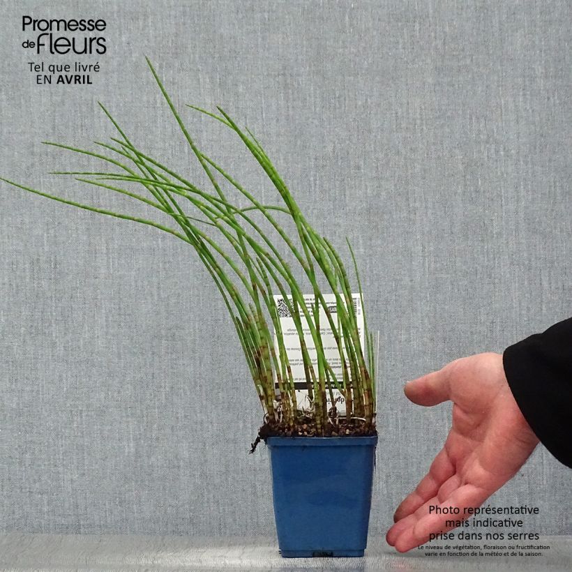 Amostra de Equisetum fluviatile Vaso de 8/9 cm tal como entregue na primavera
