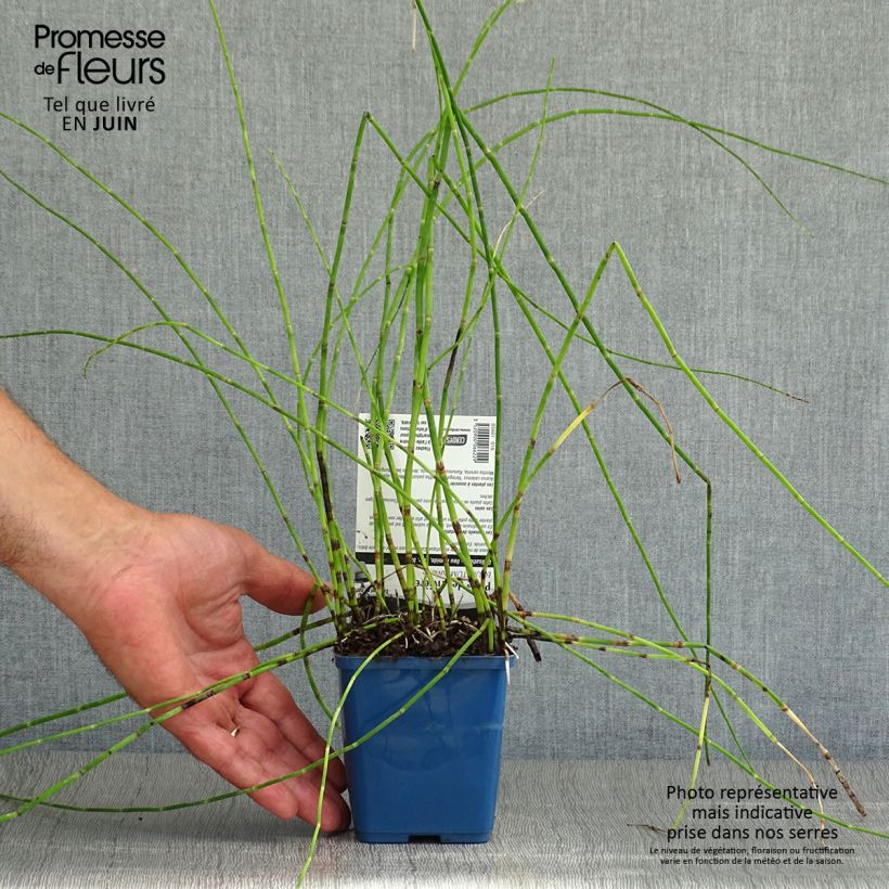 Amostra de Equisetum fluviatile Vaso de 8/9 cm tal como entregue no verão