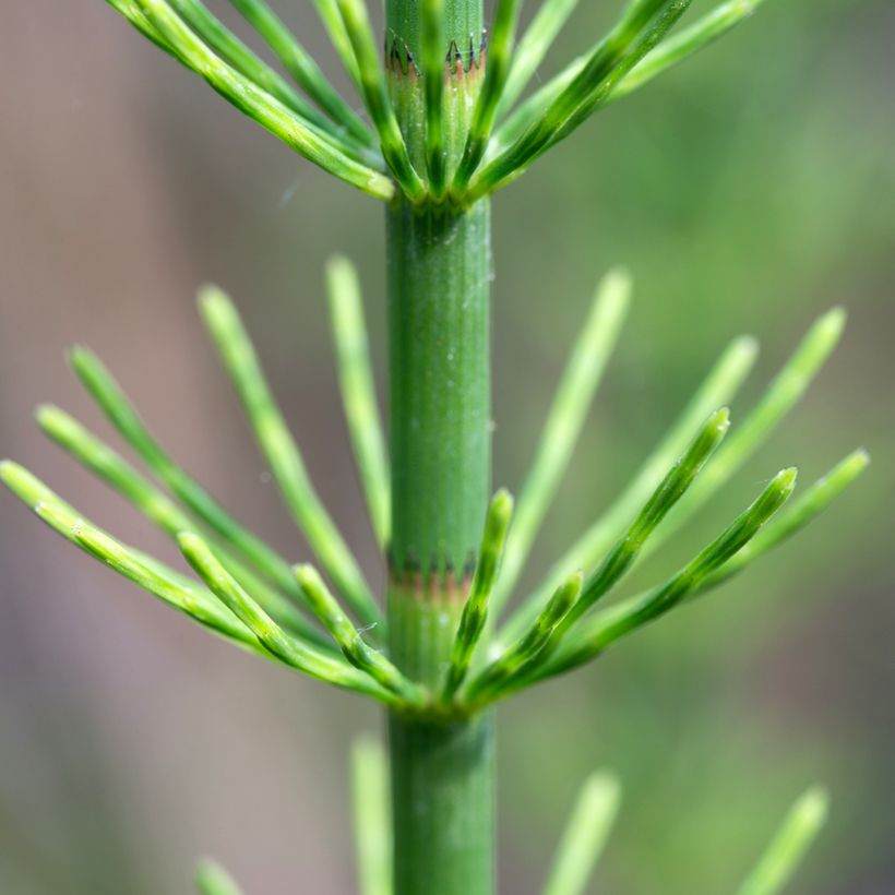 Equisetum fluviatile (Folhagem)