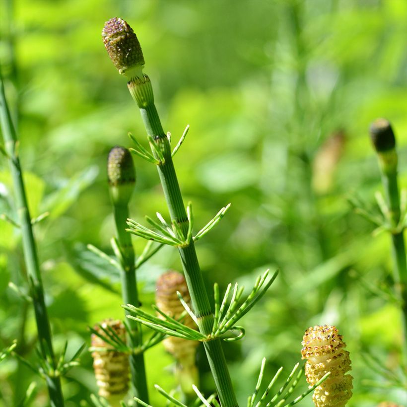 Equisetum fluviatile (Floração)
