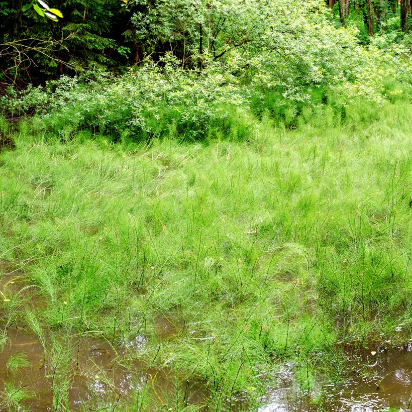 Equisetum fluviatile (Hábito)