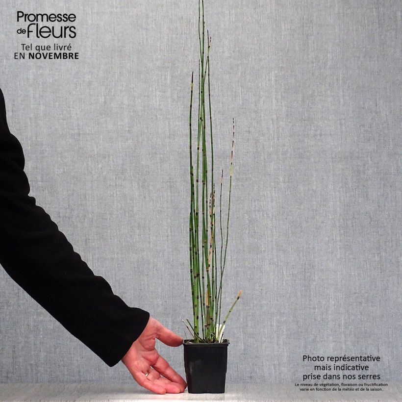 Amostra de Equisetum hyemale Vaso de 8/9 cm tal como entregue no outono