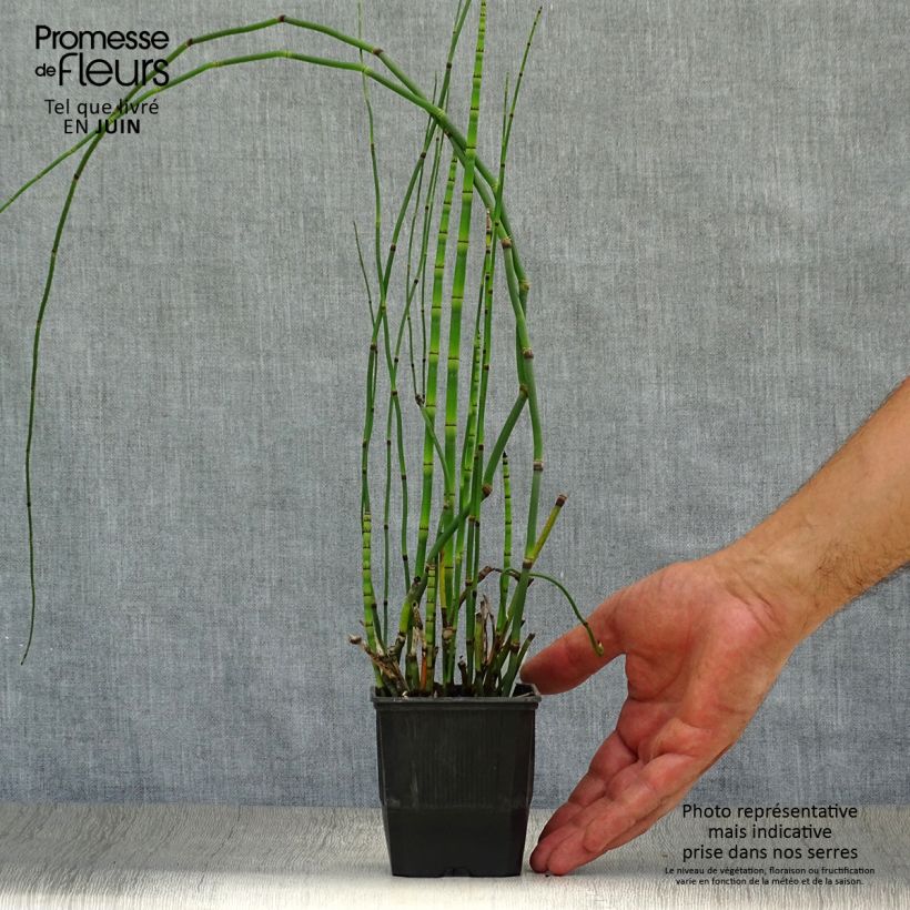 Amostra de Equisetum hyemale Vaso de 8/9 cm tal como entregue no verão