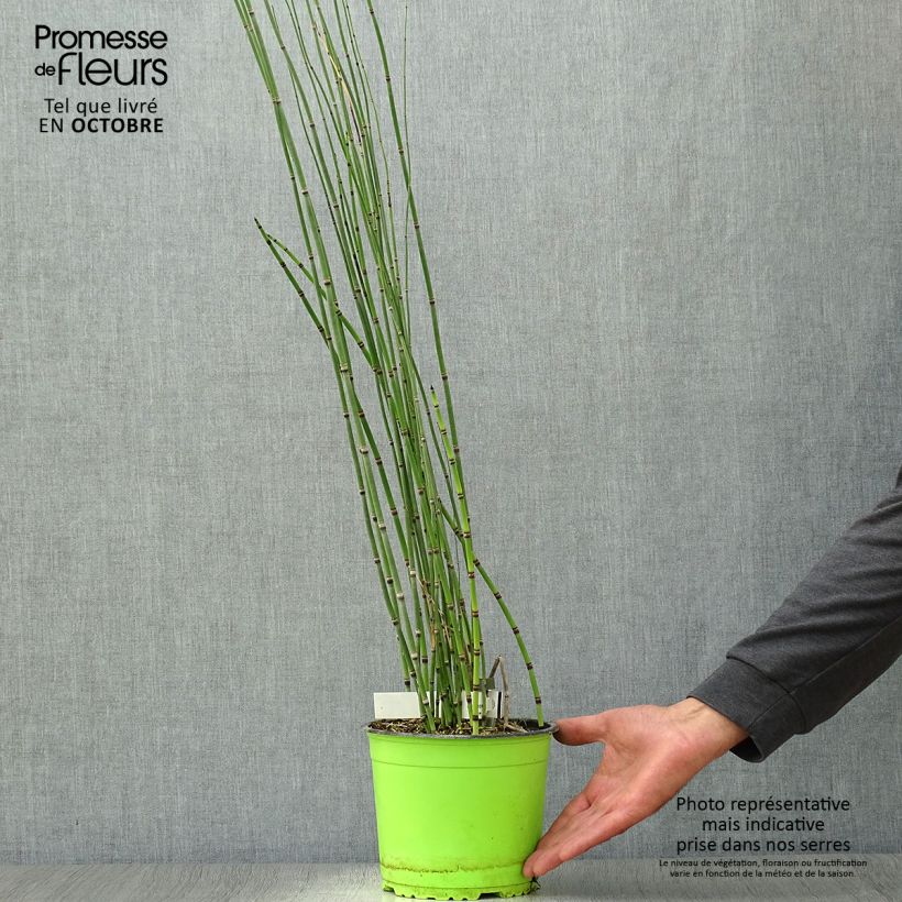 Amostra de Equisetum hyemale Vaso de 2 L/3 L tal como entregue no outono