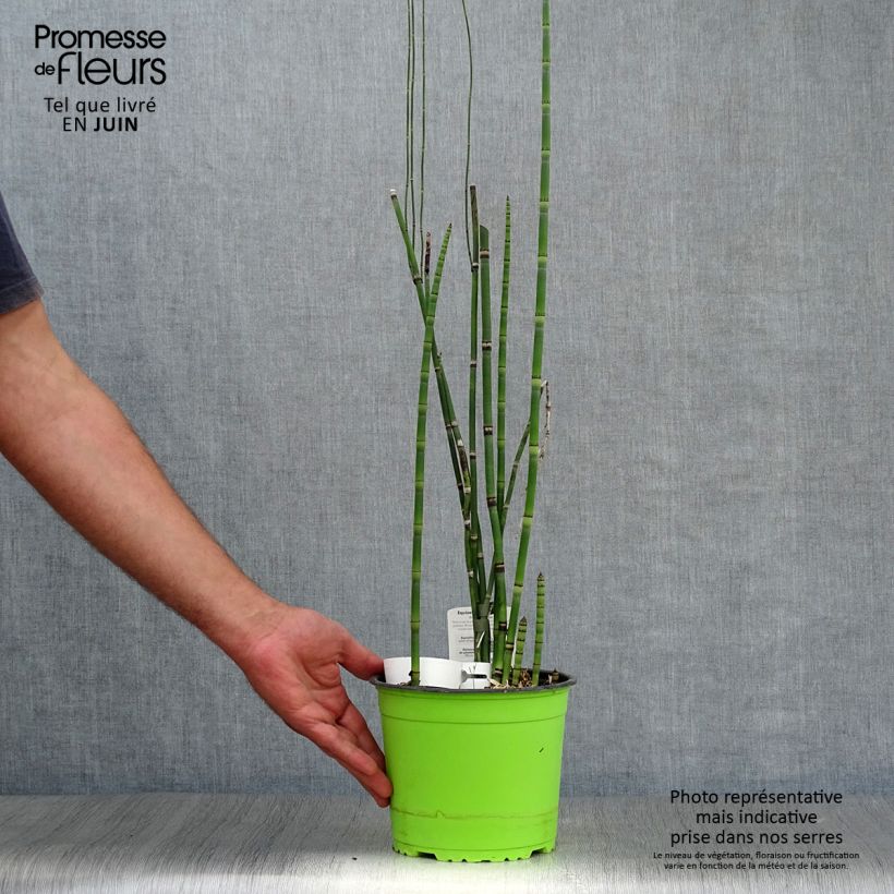 Amostra de Equisetum hyemale Vaso de 2 L/3 L tal como entregue no verão