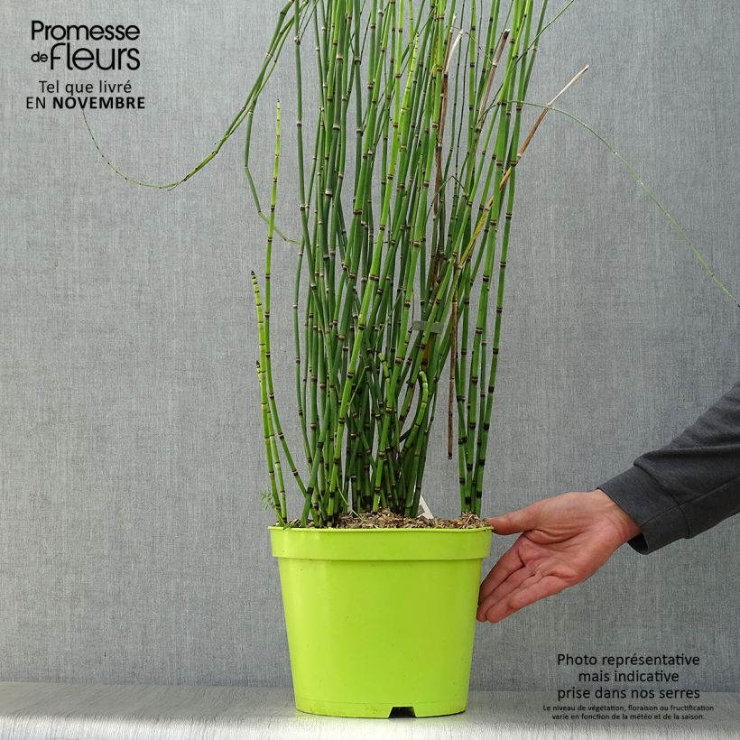 Amostra de Equisetum hyemale Vaso de 7,5 L/10 L tal como entregue no outono