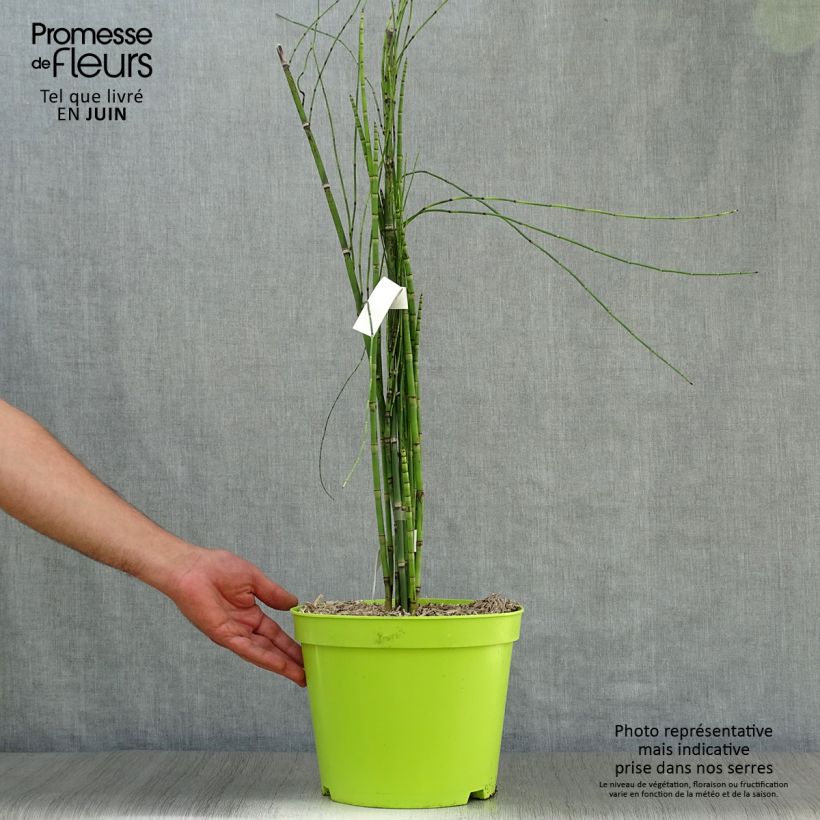 Amostra de Equisetum hyemale Vaso de 7,5 L/10 L tal como entregue no verão