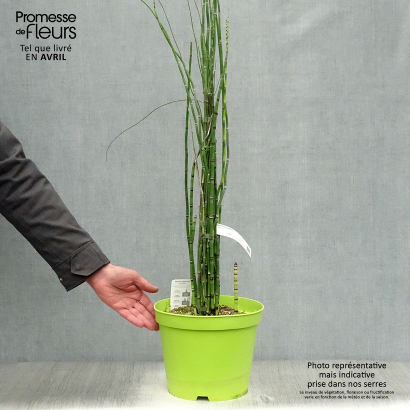 Amostra de Equisetum hyemale Vaso de 7,5 L/10 L tal como entregue na primavera