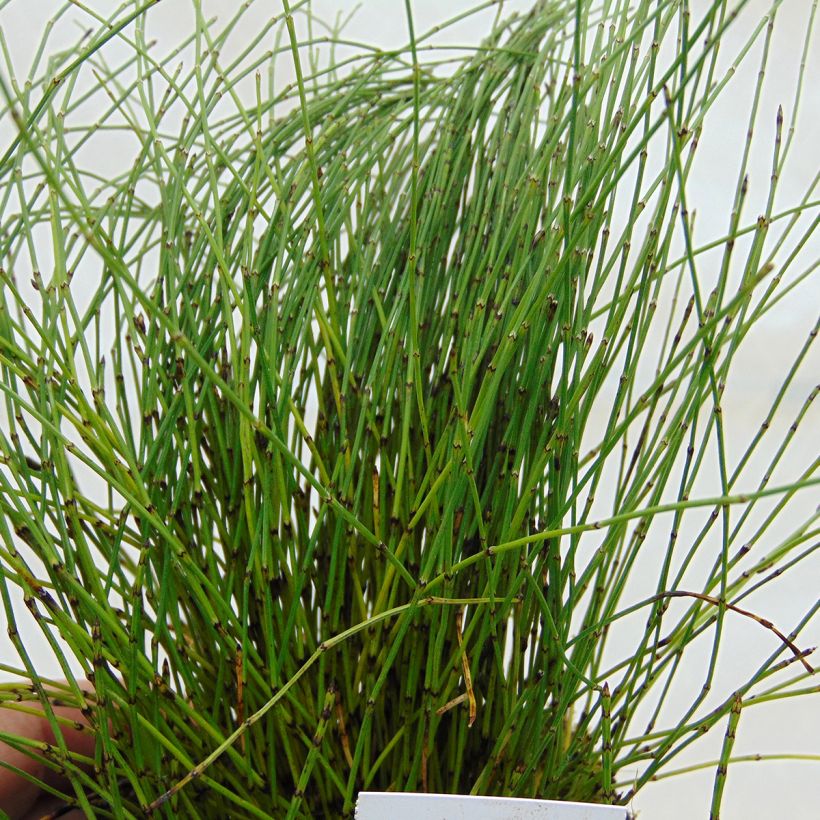 Equisetum scirpoides (Folhagem)