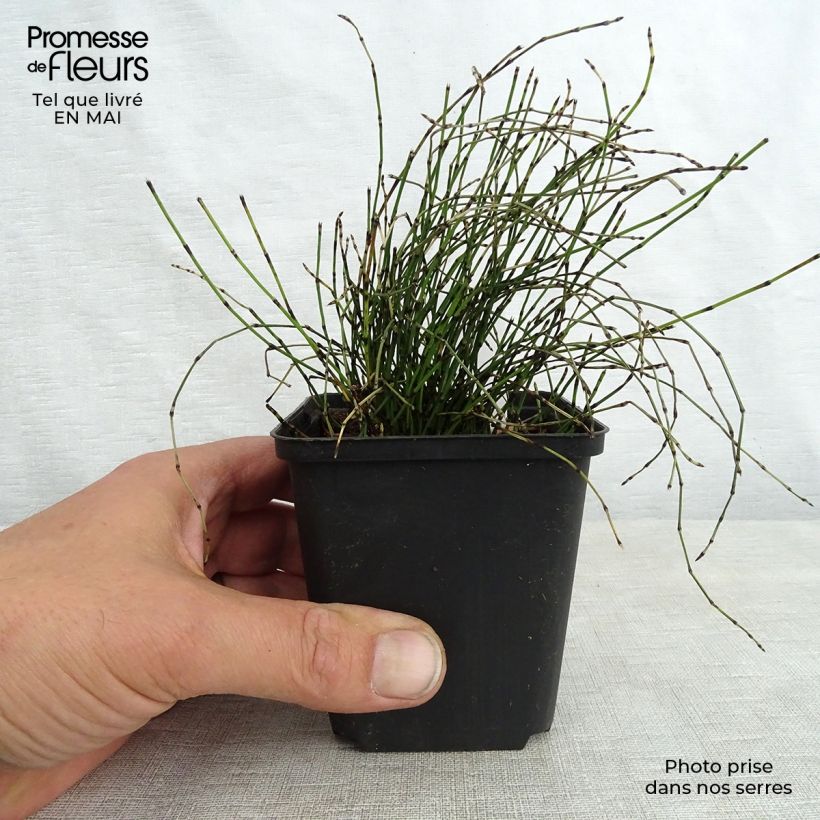 Amostra de Equisetum scirpoides Vaso de 8/9 cm tal como entregue na primavera