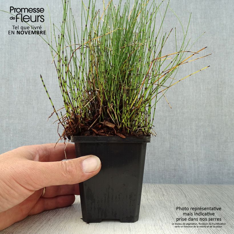 Amostra de Equisetum scirpoides Vaso de 8/9 cm tal como entregue no outono