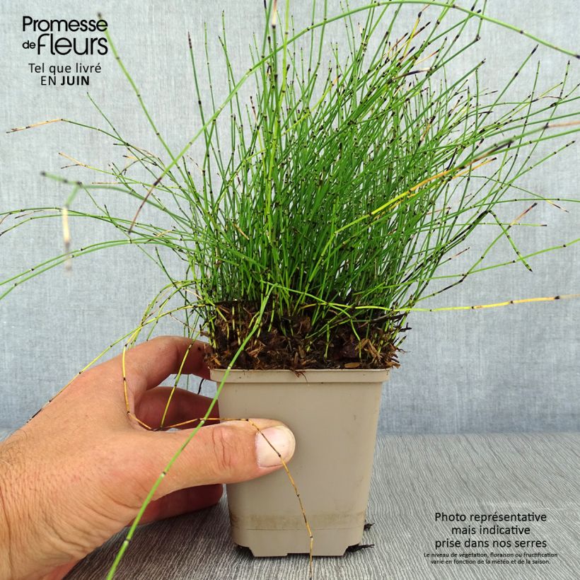Amostra de Equisetum scirpoides Vaso de 8/9 cm tal como entregue no verão