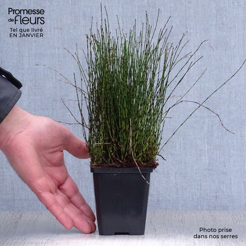 Amostra de Prêle japonaise naine - Equisetum scirpoides Vaso de 8/9 cm tal como entregue no inverno