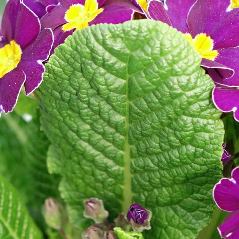 Primavera Late Twinkle Violet (Folhagem)