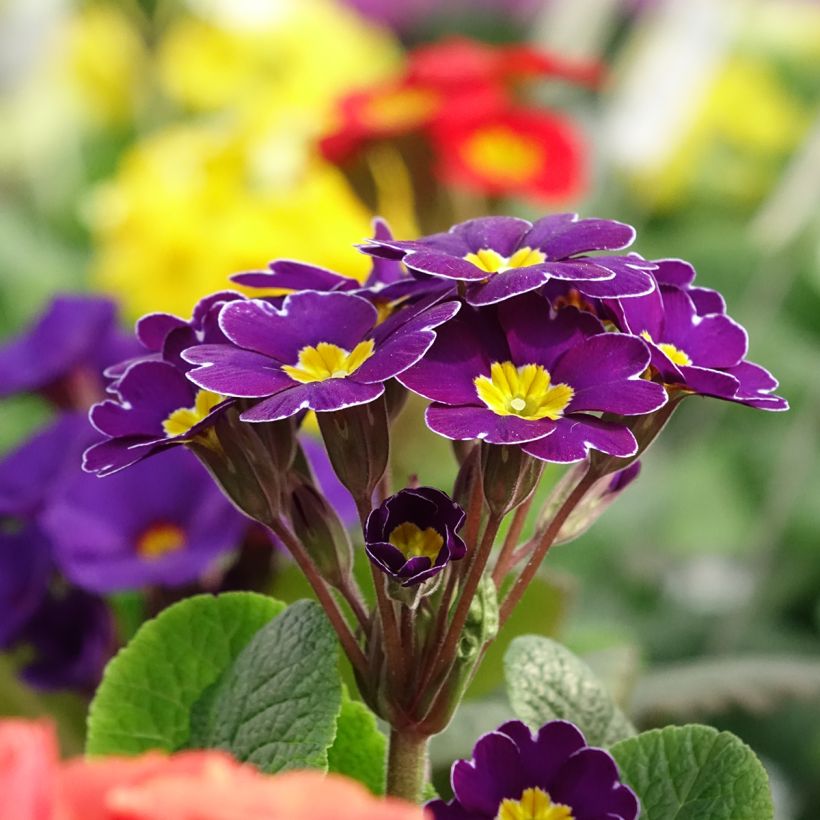 Primavera Late Twinkle Violet (Floração)