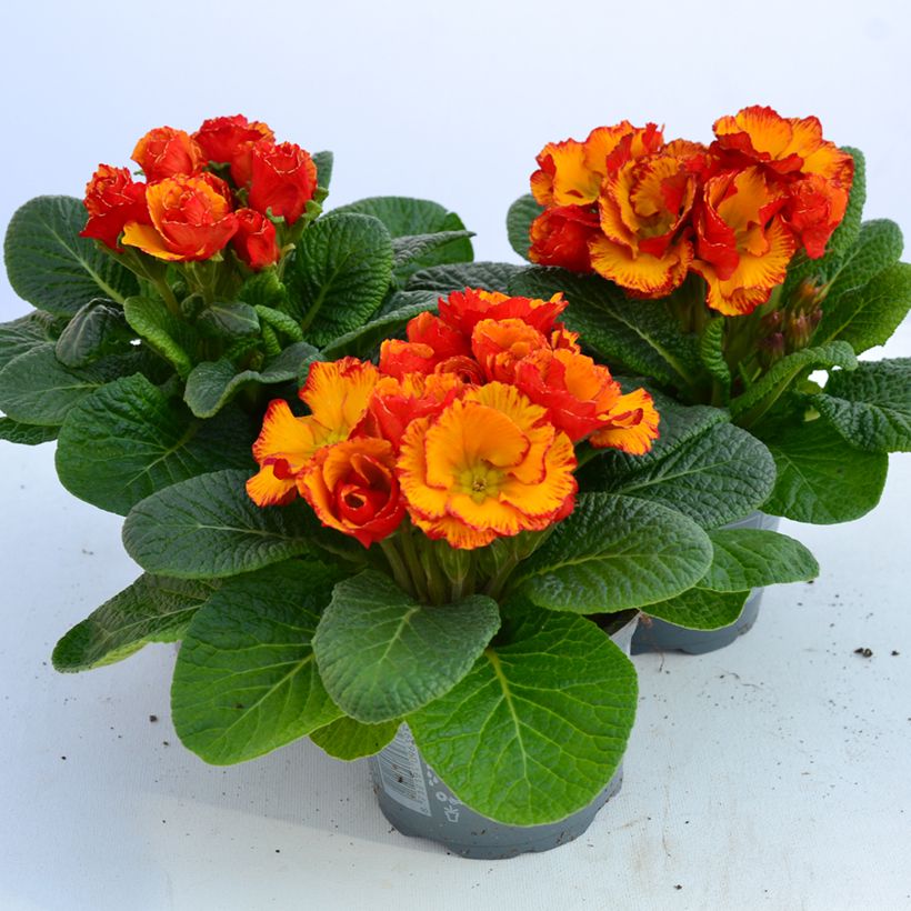 Primavera Chinese New Year - Primula acaulis (Floração)