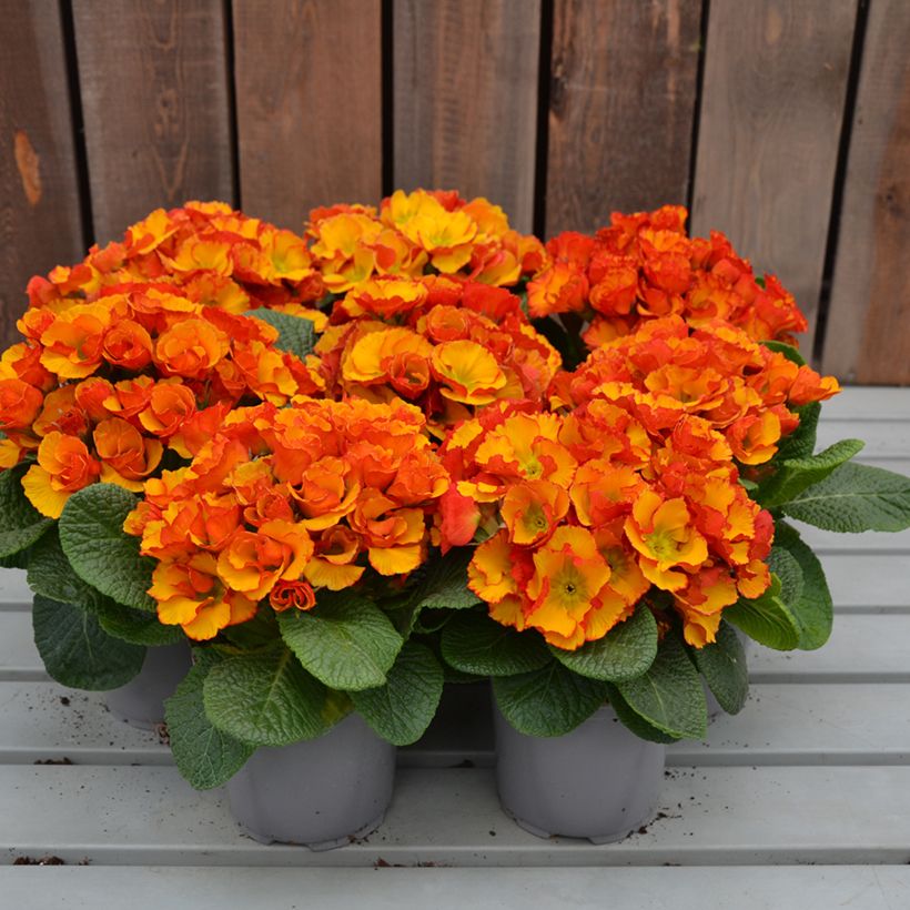 Primavera Chinese New Year - Primula acaulis (Hábito)