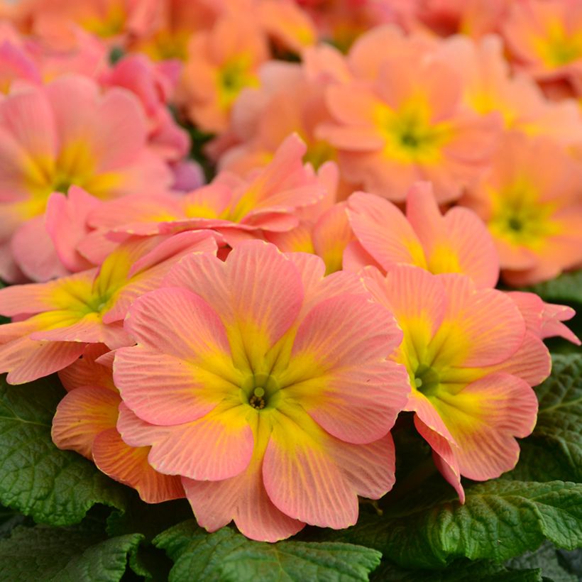 Primavera Mango - Primula (Floração)