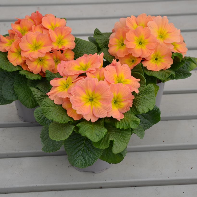 Primavera Mango - Primula (Hábito)