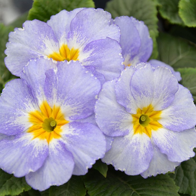 Primavera Porcelain Blue - Primula (Floração)